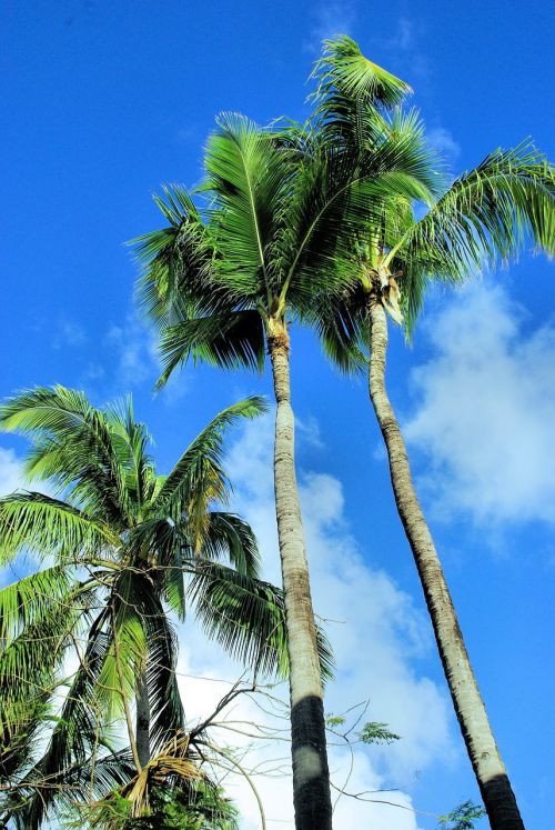 tropics coconut trees holiday