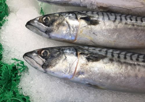 trout seattle fish market
