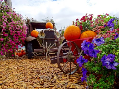 truck pumpkins flowers