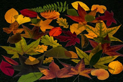 true leaves leaves colorful