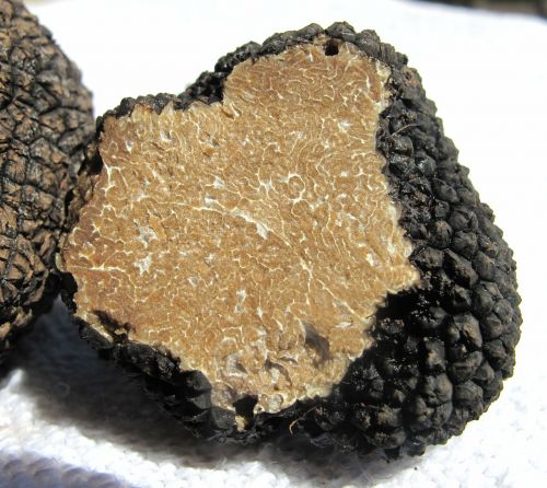 truffle real truffle mushroom