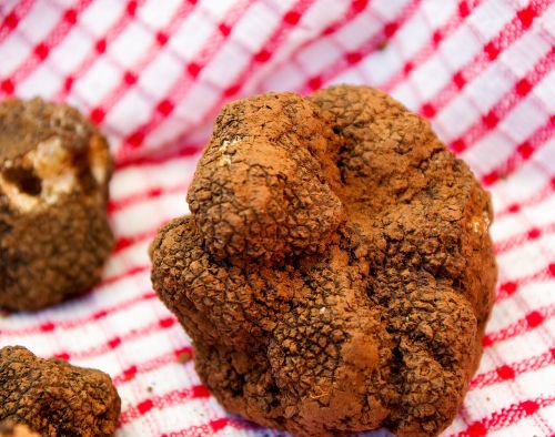 truffles fungus luxury
