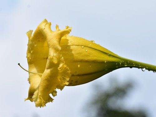 trumpet flower  yellow petal  raindrops