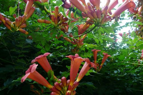 trumpet flower red blossom