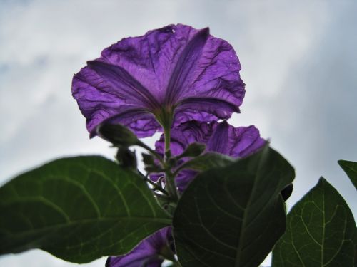 Trumpet Flower Of Potato Bush