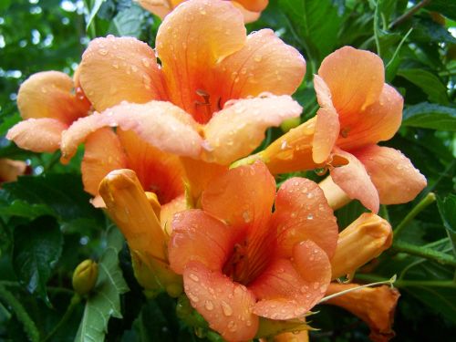 trumpet folyondár orange summer flower