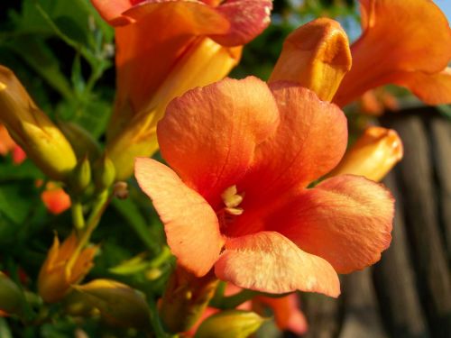 trumpet folyondár orange climbing plant garden