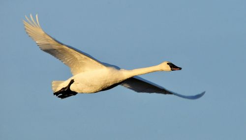 trumpeter swan flying bird