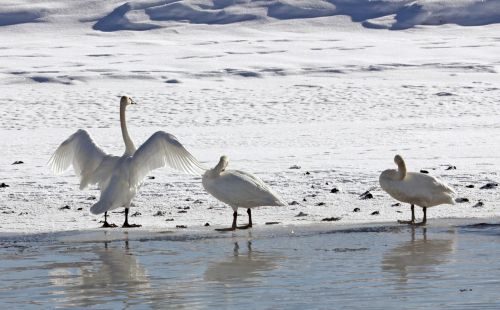 trumpeter swans winter park