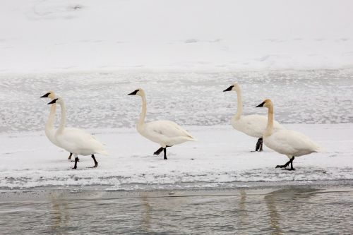 trumpeter swans snow winter