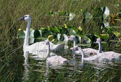 trumpeter swans swan brood