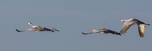 trumpeter swans flying flight