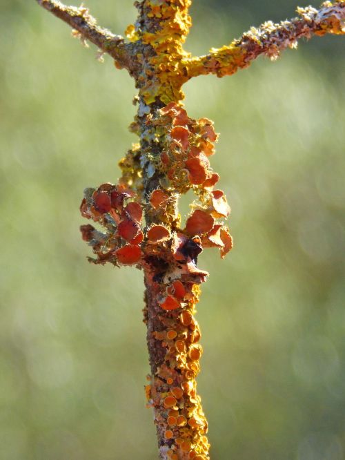 trunk lichens lichen
