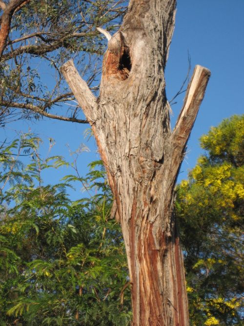 trunk nest home