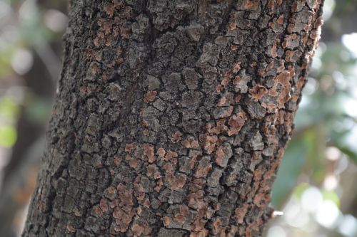 trunk tree bark