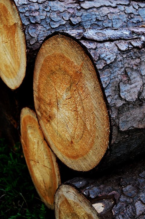 trunk log wood