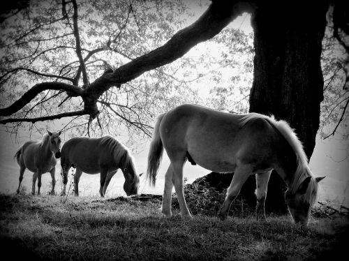 trunk horse equine