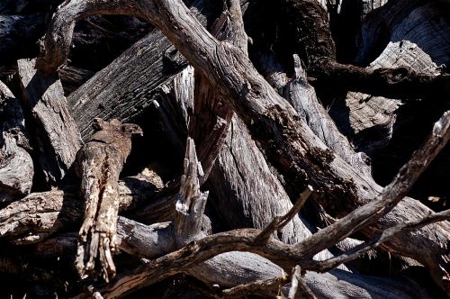 trunk tree dry