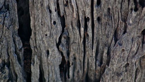 trunk tree dry