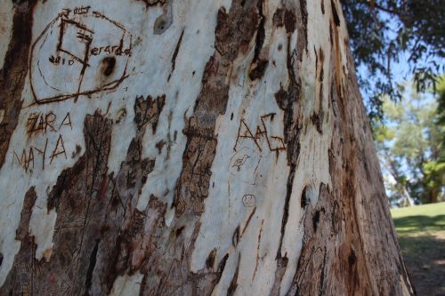 trunk carving vandalism