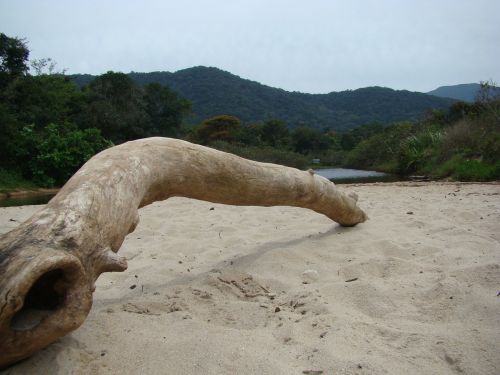 trunk nature beach