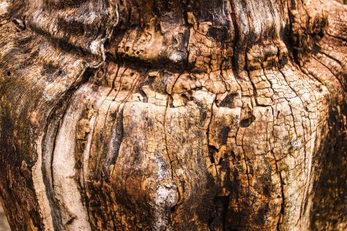 trunk wood tree