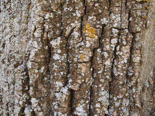 trunk wood texture