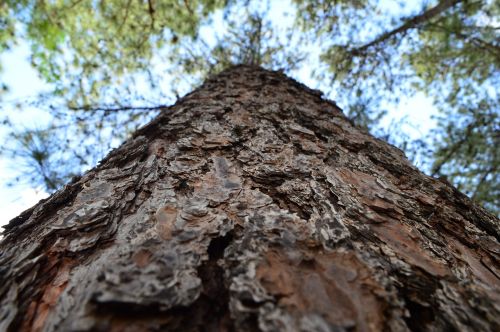 trunk tree wood