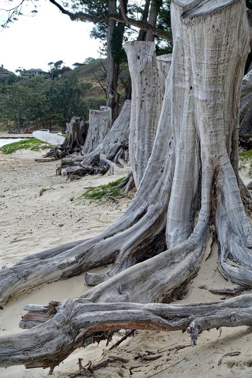 trunk roots bare