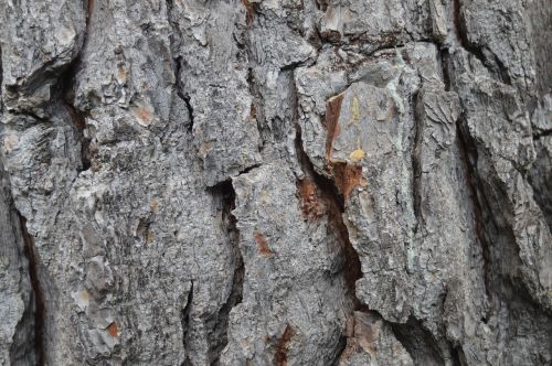 trunk wood bark