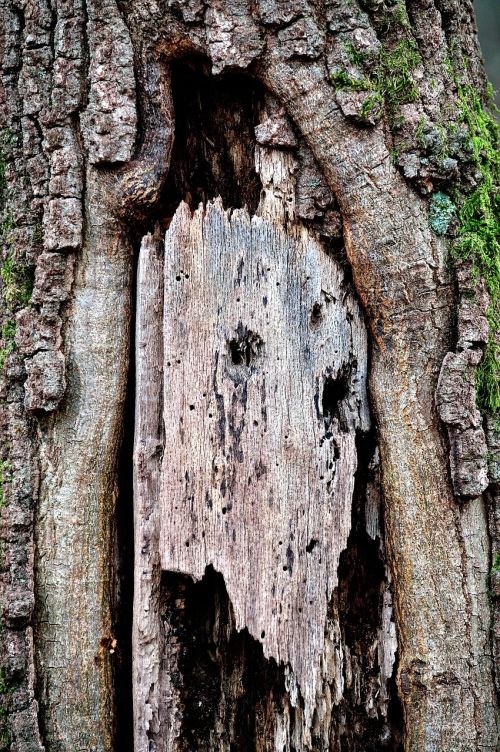trunk tree bark