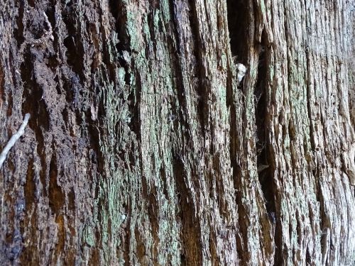 trunk wood flying