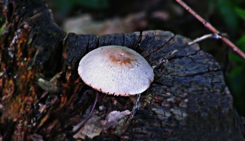 trunk tree mushroom