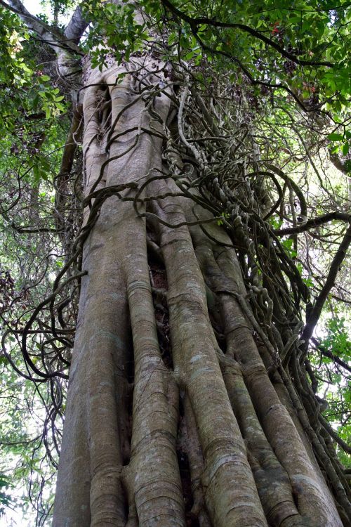 trunk tree wood