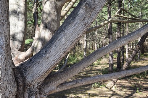 trunk  tree  nature