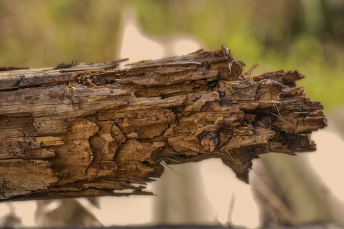 trunk  old  wood