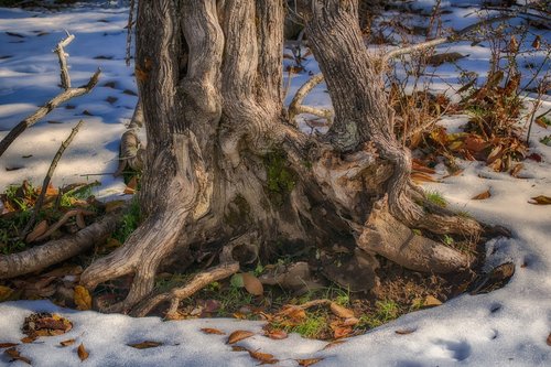 trunk  tree  snow