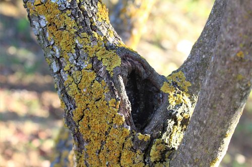 trunk  hole  lichen