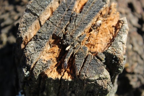 trunk  tree  field