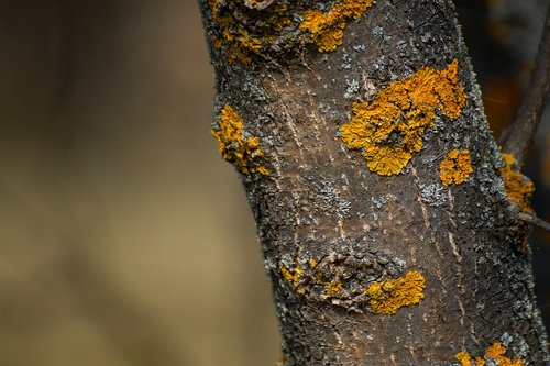 trunk  lichen  tree