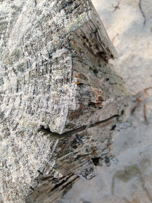 trunk tree nature