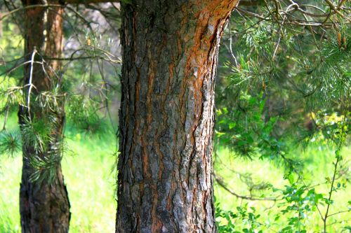 trunk tree the bark