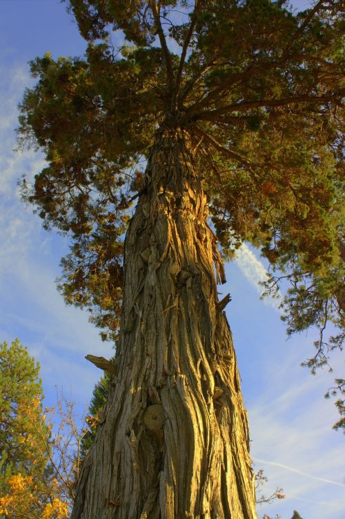 trunk pine tree