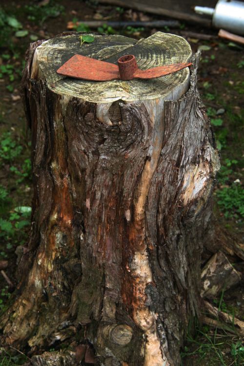 trunk tree cup