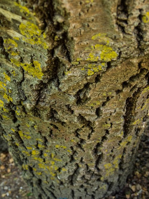 trunk texture tree