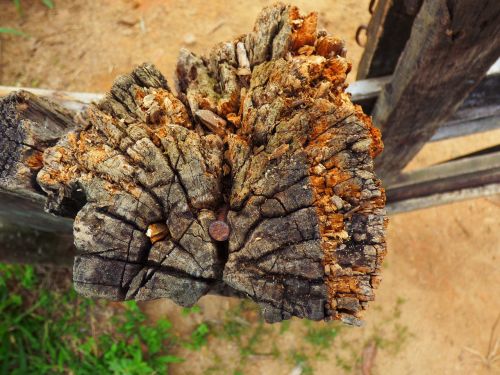 trunk tree nature