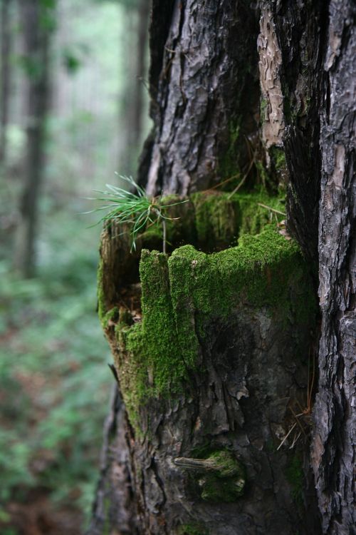 trunk wood moss