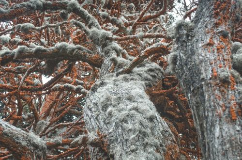 trunk tree moss