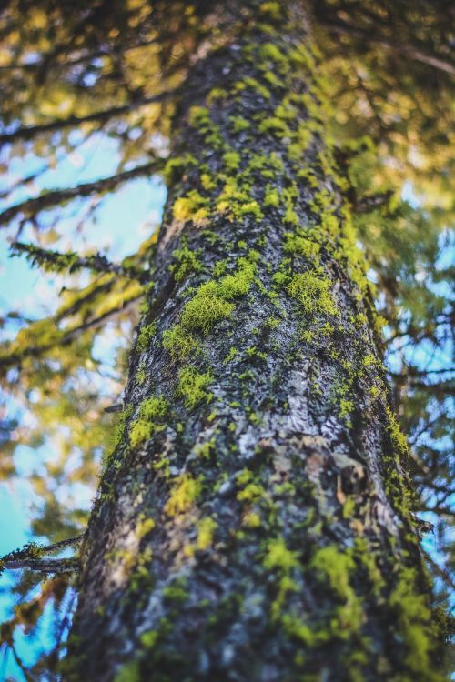 trunk bark moss