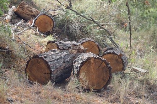 trunks wood cut wood